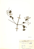 藏品(梨山小蓑衣藤)的圖片